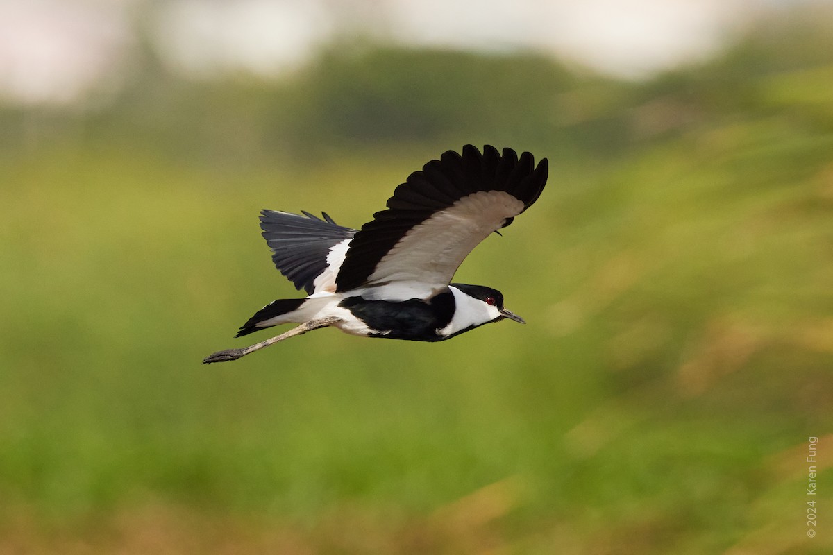 Spur-winged Lapwing - ML617686088