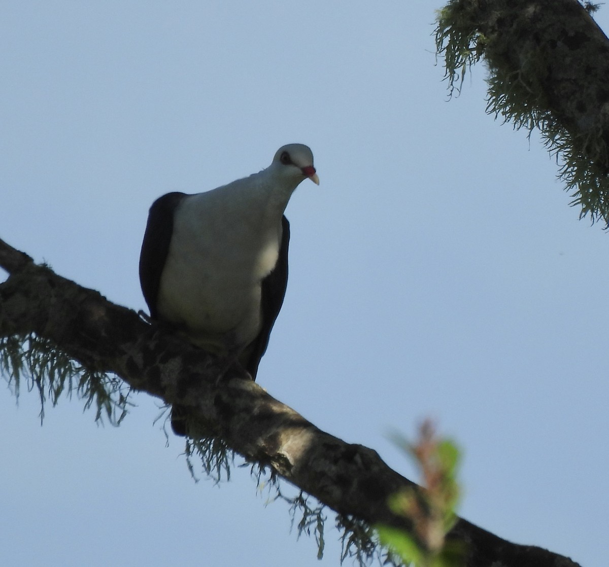 White-headed Pigeon - ML617686133