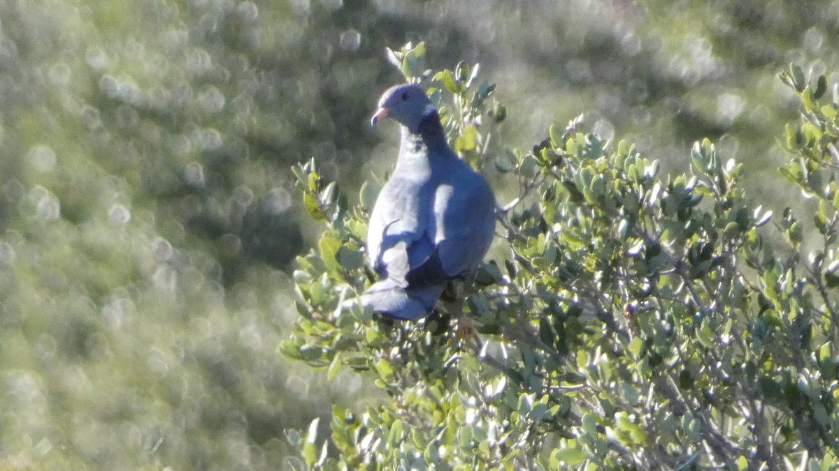 Band-tailed Pigeon - Paul Clarke