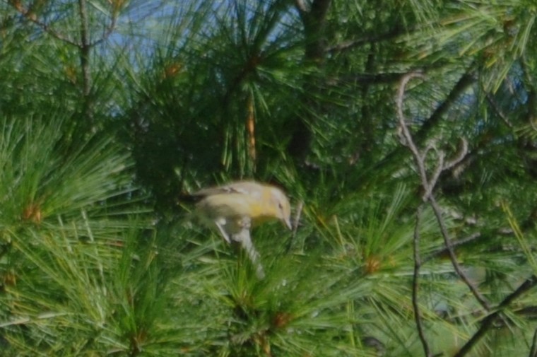 Pine Warbler - ML617686200