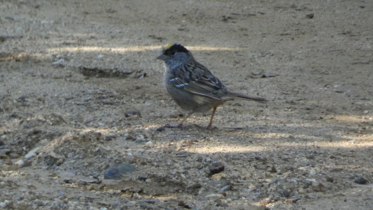 Golden-crowned Sparrow - ML617686222