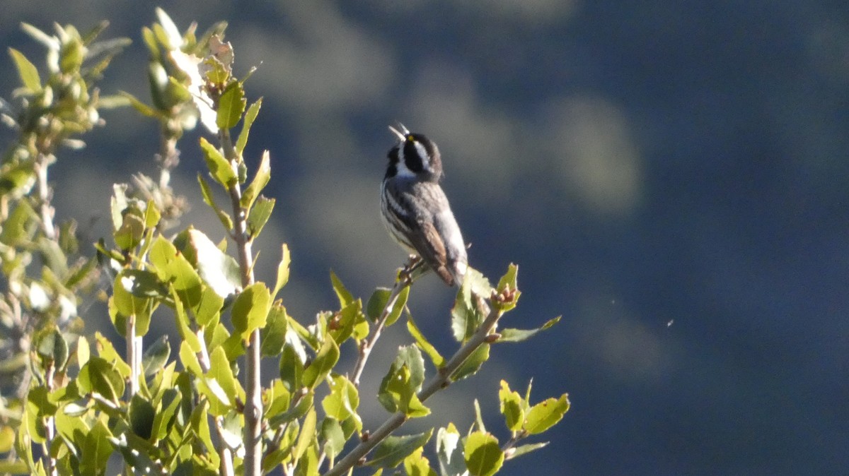 Black-throated Gray Warbler - ML617686250
