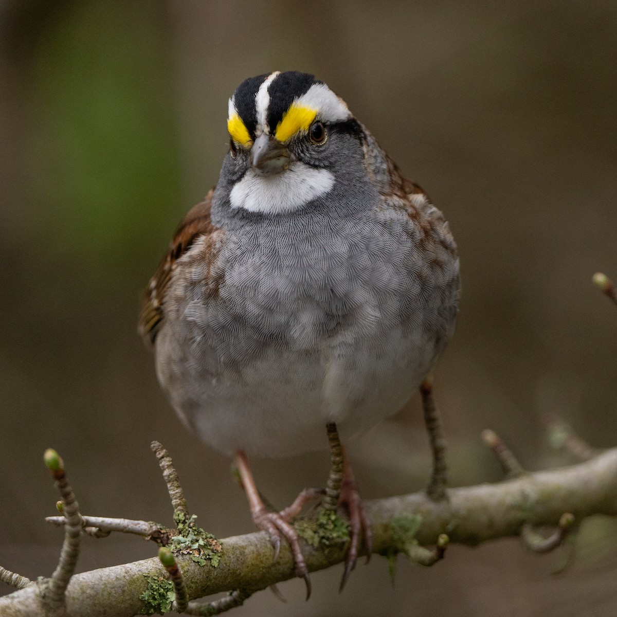 White-throated Sparrow - ML617686282