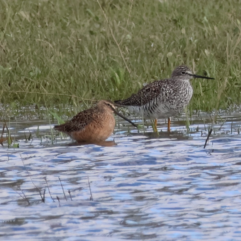 Long-billed Dowitcher - Nathan Stimson