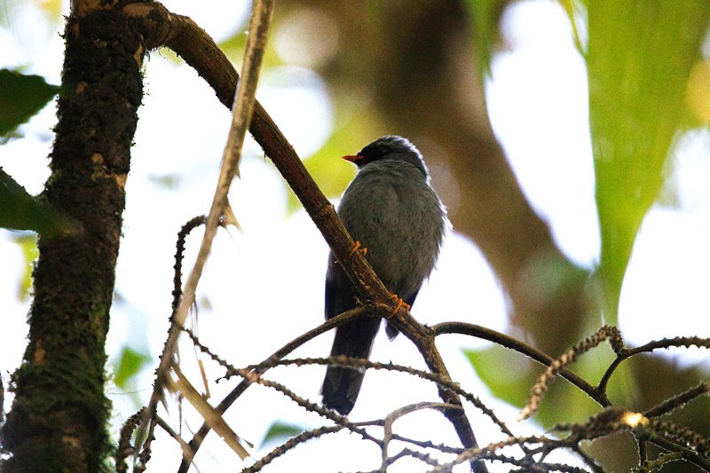 Black-faced Solitaire - ML617686364