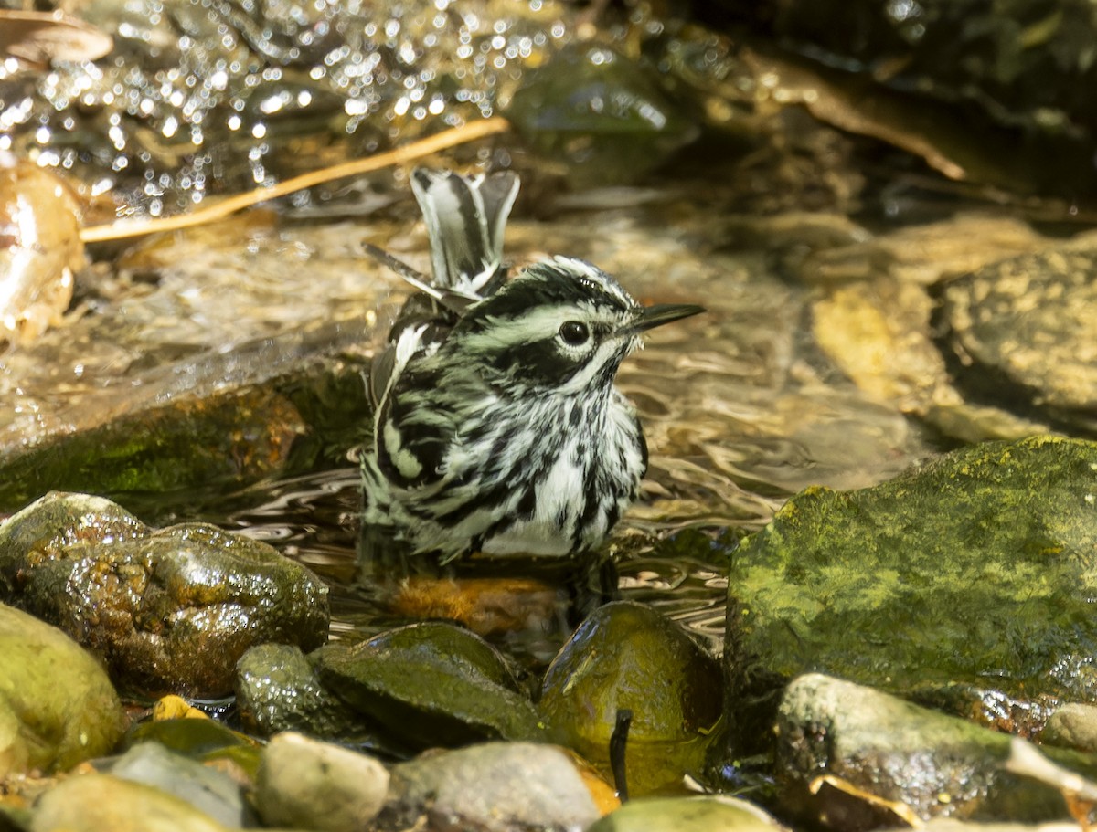 Black-and-white Warbler - ML617686425