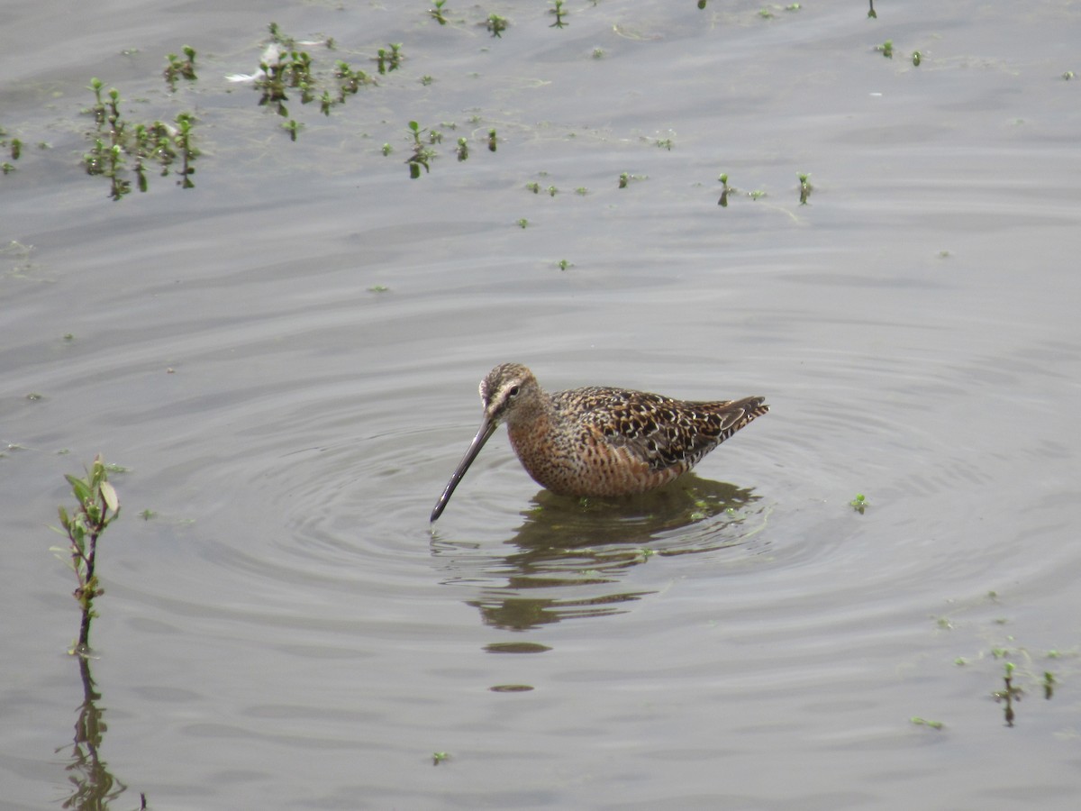 Long-billed Dowitcher - ML617686492