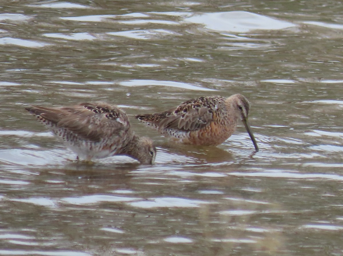 Long-billed Dowitcher - ML617686569