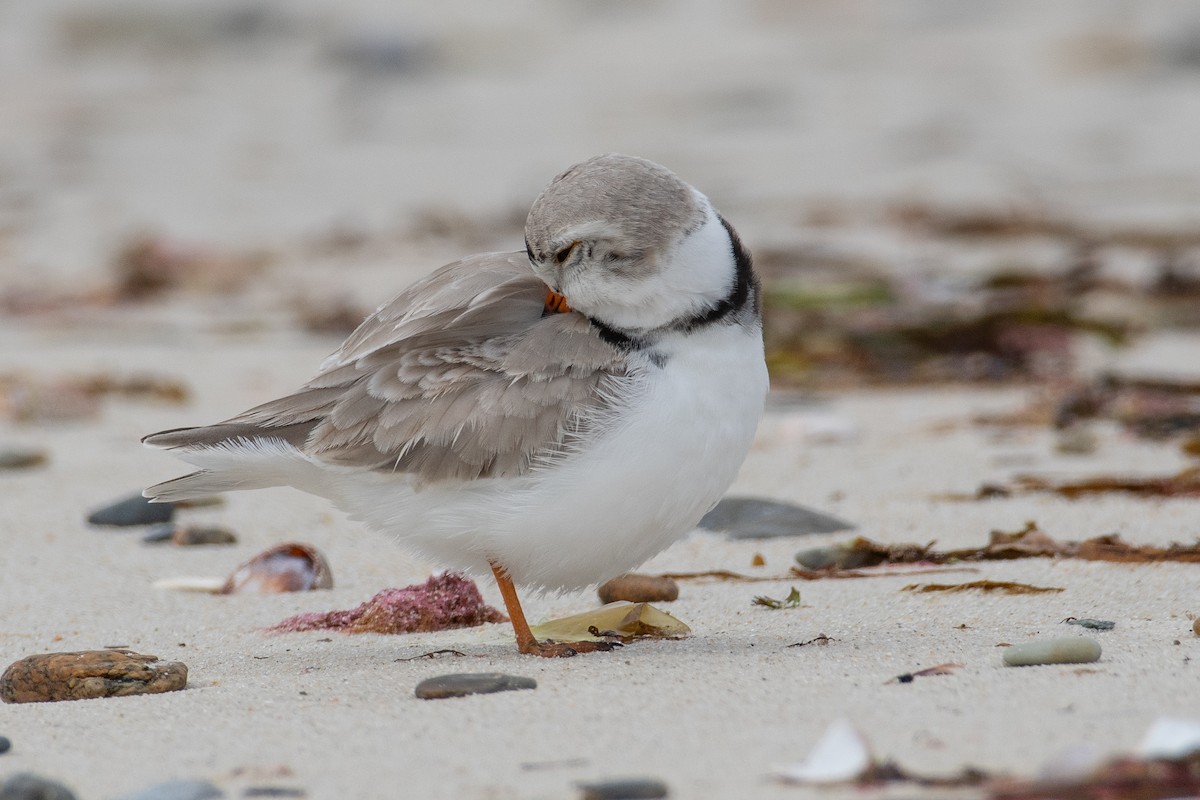 Piping Plover - ML617686599
