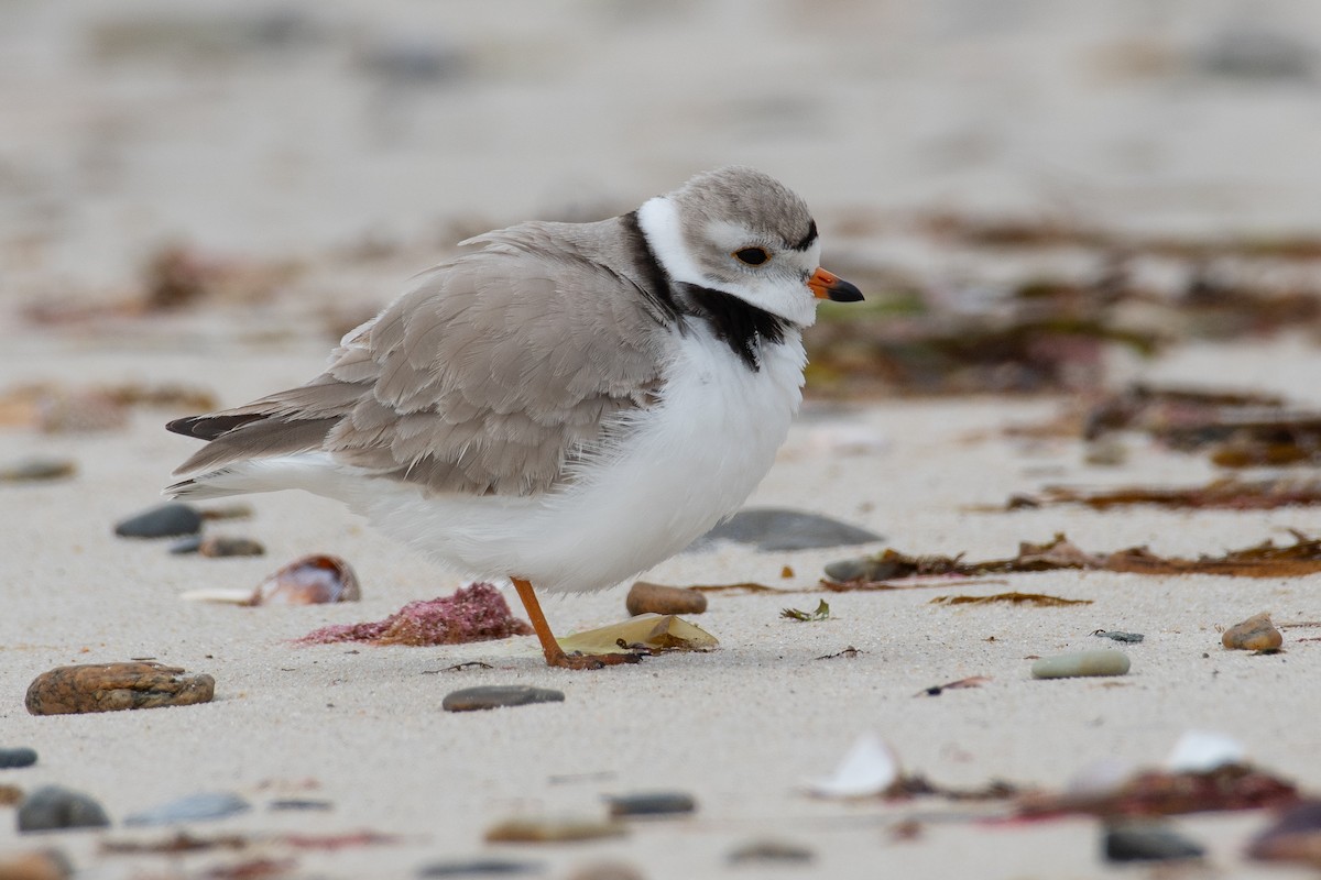 Piping Plover - Mike Tucker