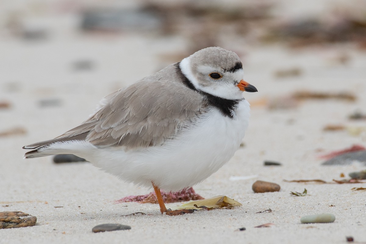 Piping Plover - ML617686601
