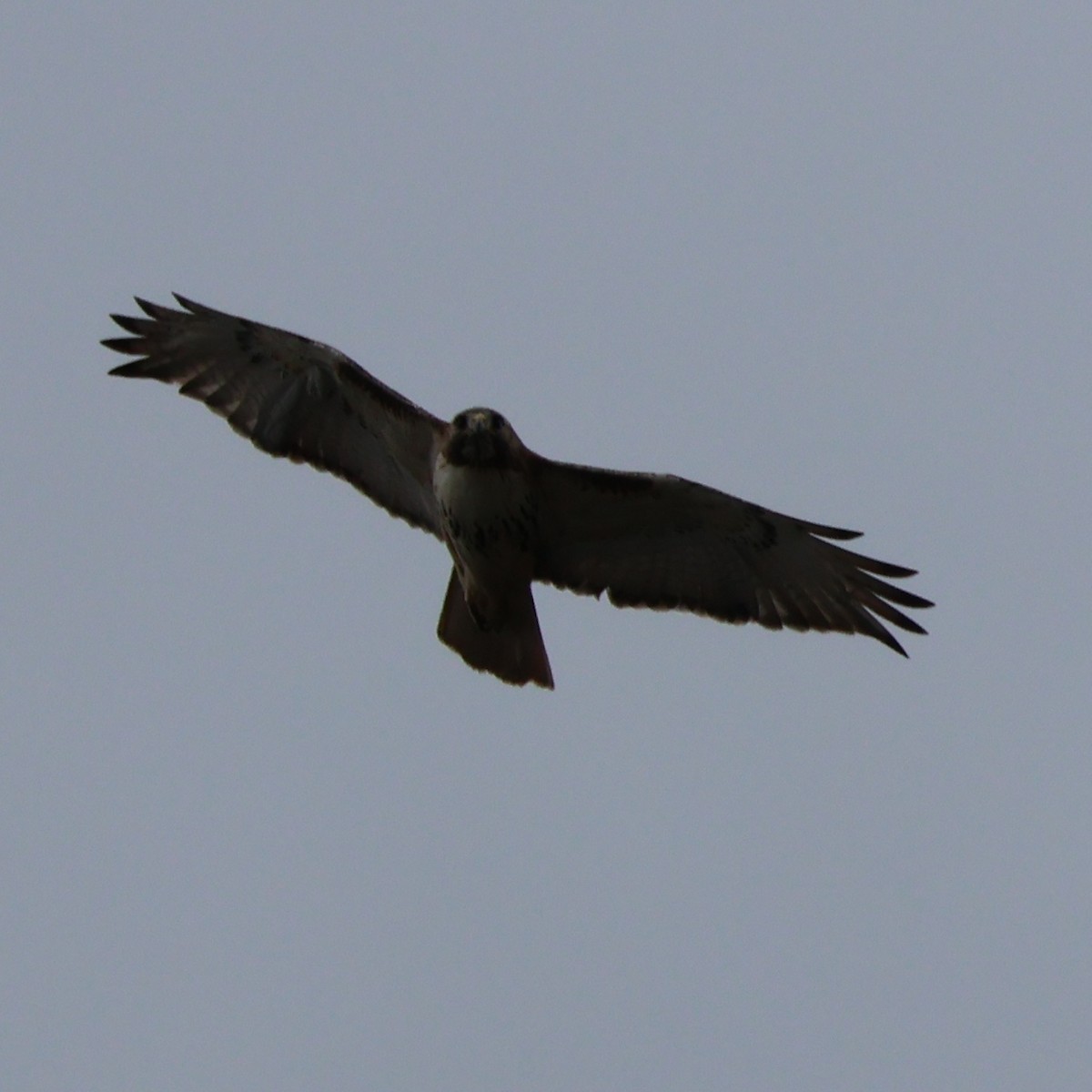 Red-tailed Hawk (borealis) - ML617686651