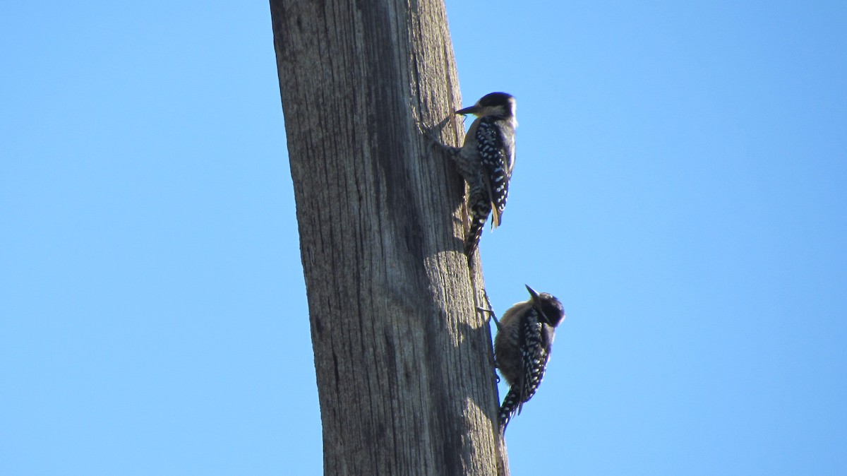 White-fronted Woodpecker - ML617686655