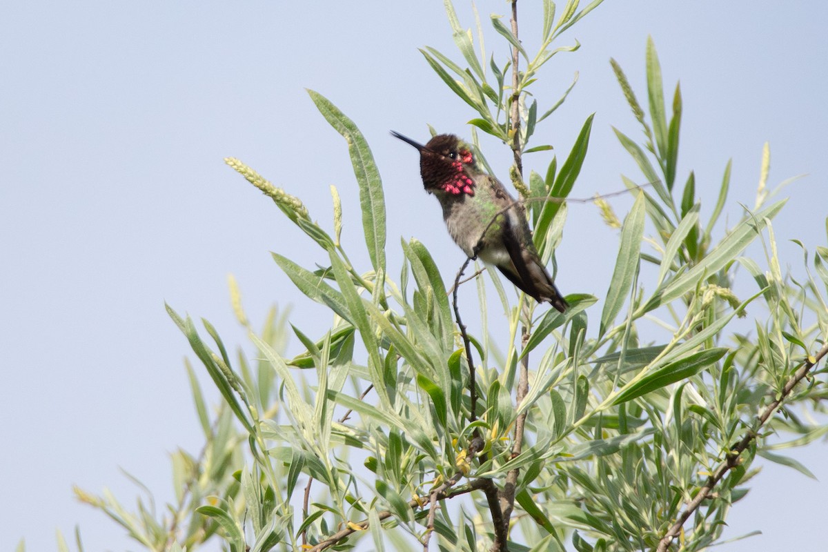 Anna's Hummingbird - kasey foley