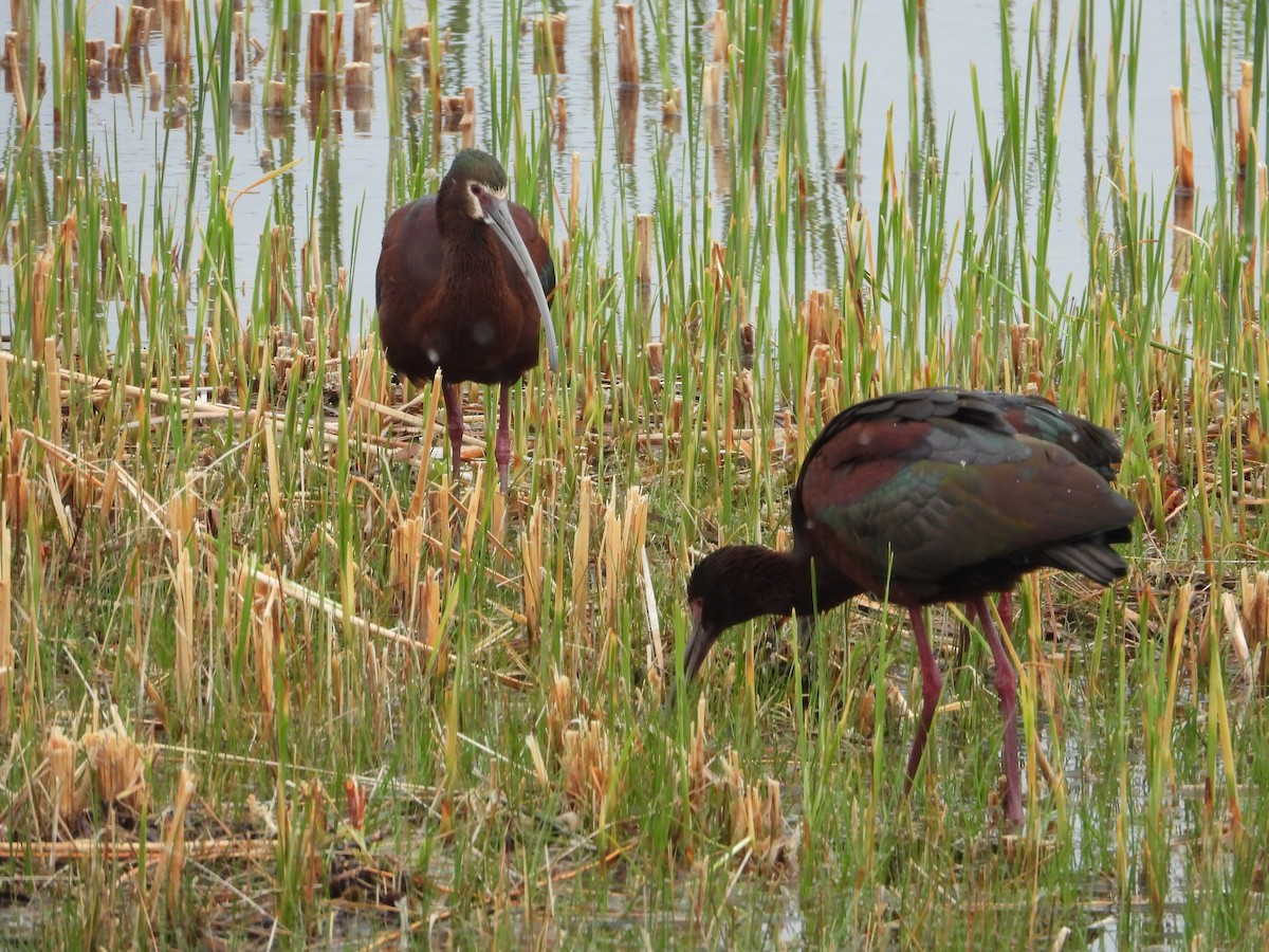 White-faced Ibis - Jeff Percell