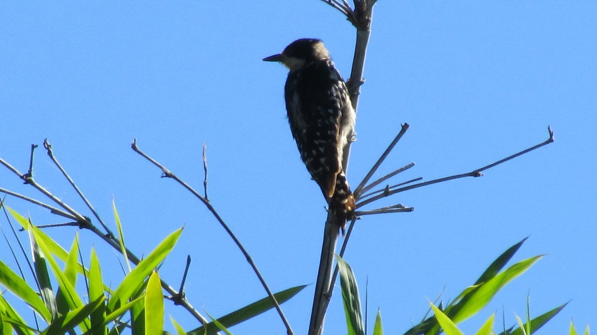 White-fronted Woodpecker - ML617686796