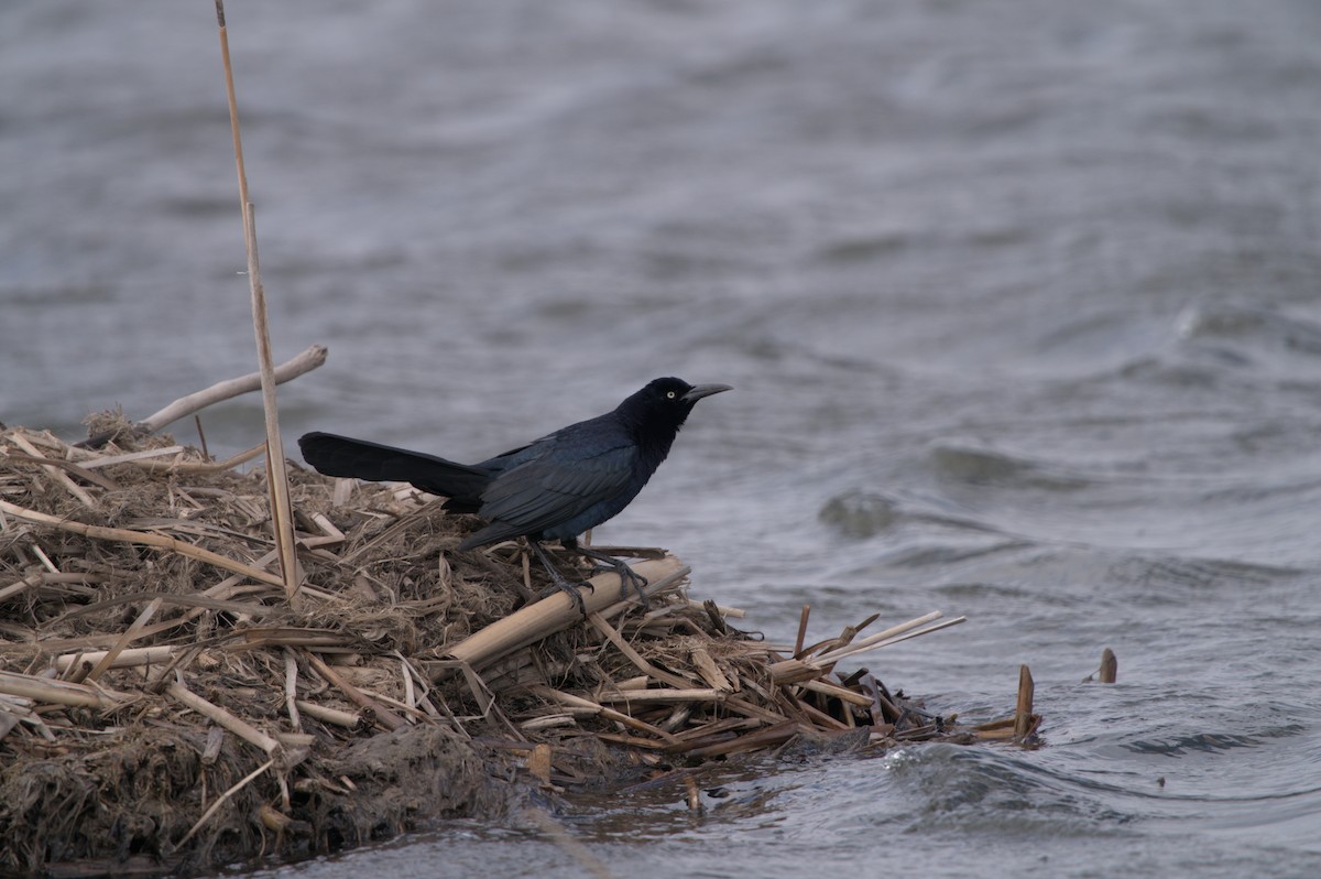Great-tailed Grackle - ML617686797