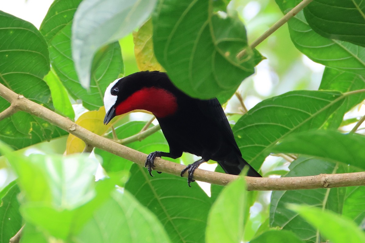 White-capped Tanager - ML617686828