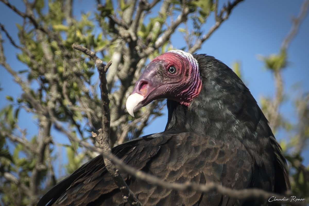 Turkey Vulture - ML617686855