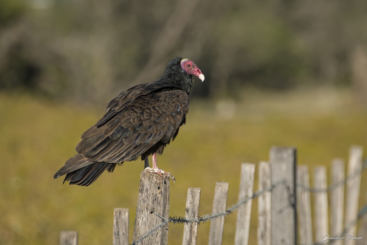Turkey Vulture - ML617686856