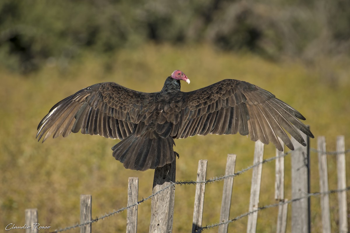 Turkey Vulture - ML617686858