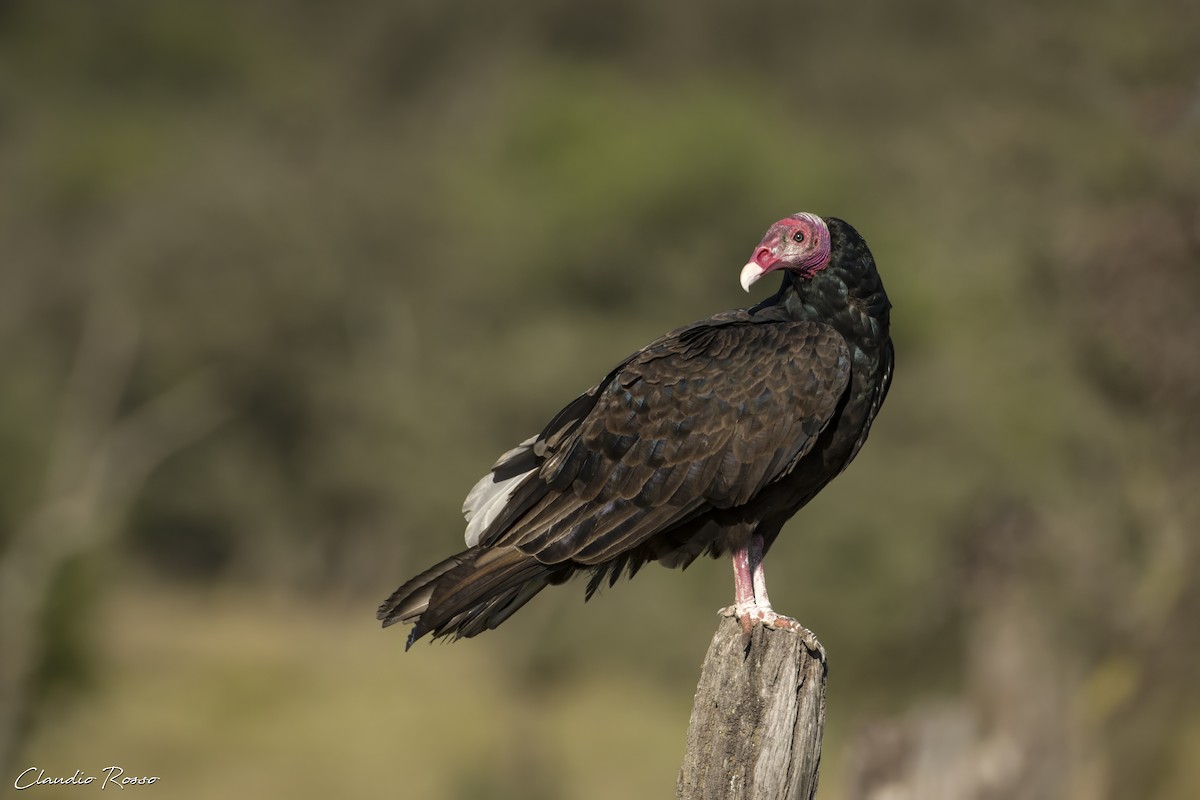 Turkey Vulture - ML617686863