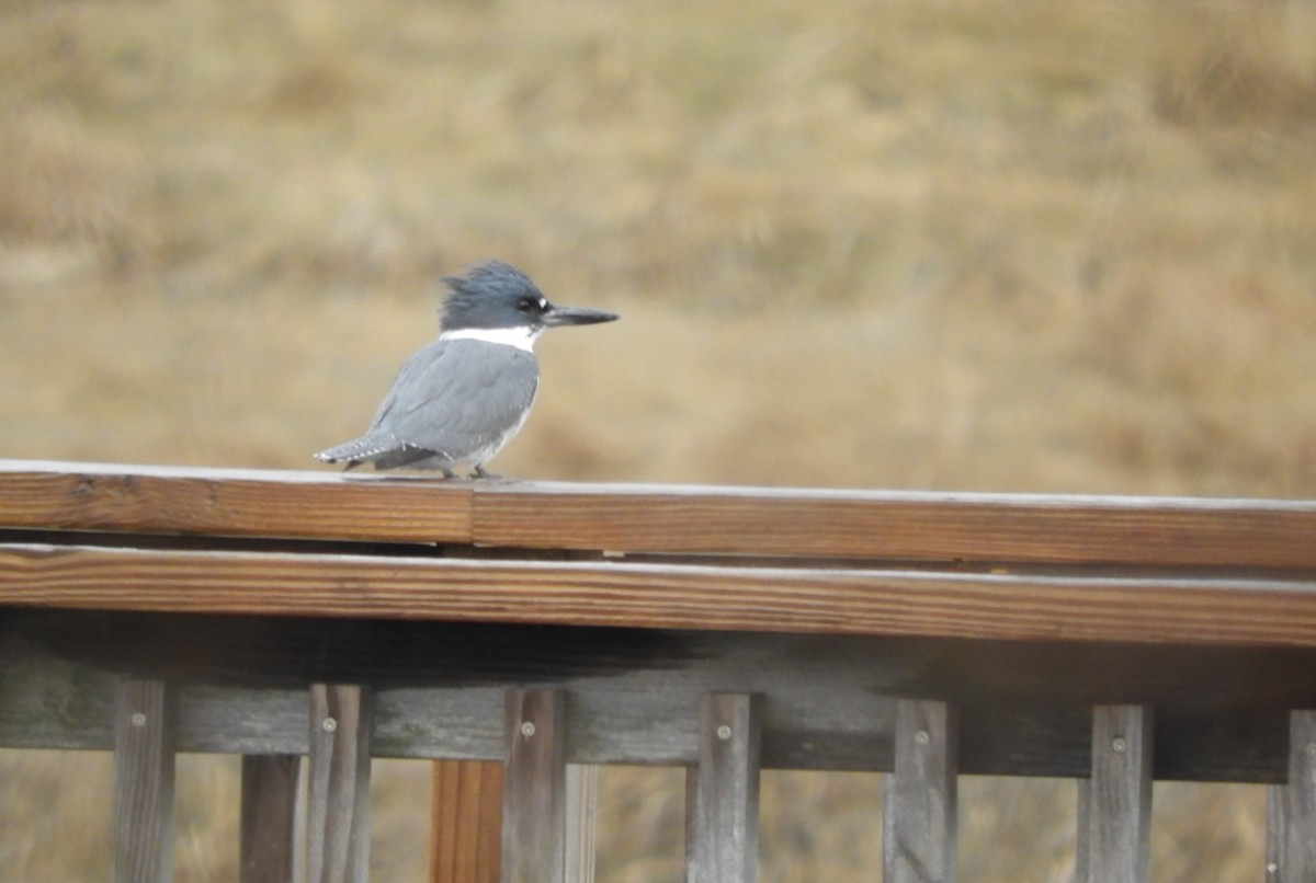 Belted Kingfisher - ML617686887