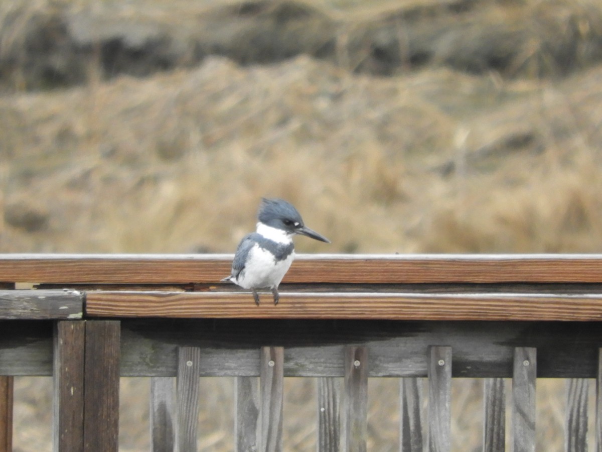 Belted Kingfisher - ML617686891