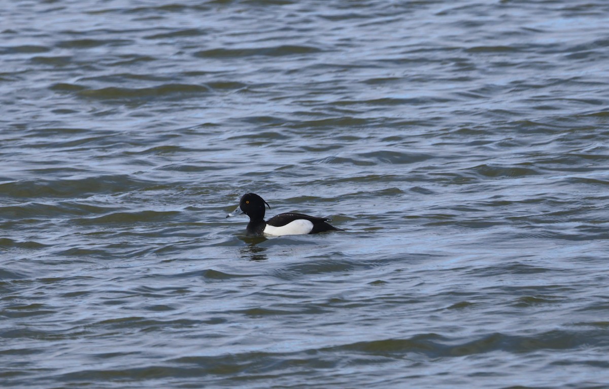 Tufted Duck - ML617686908