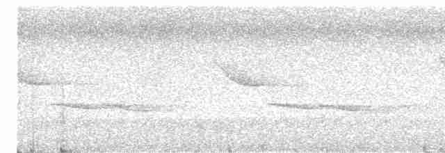 Troglodyte à poitrine blanche - ML617686915