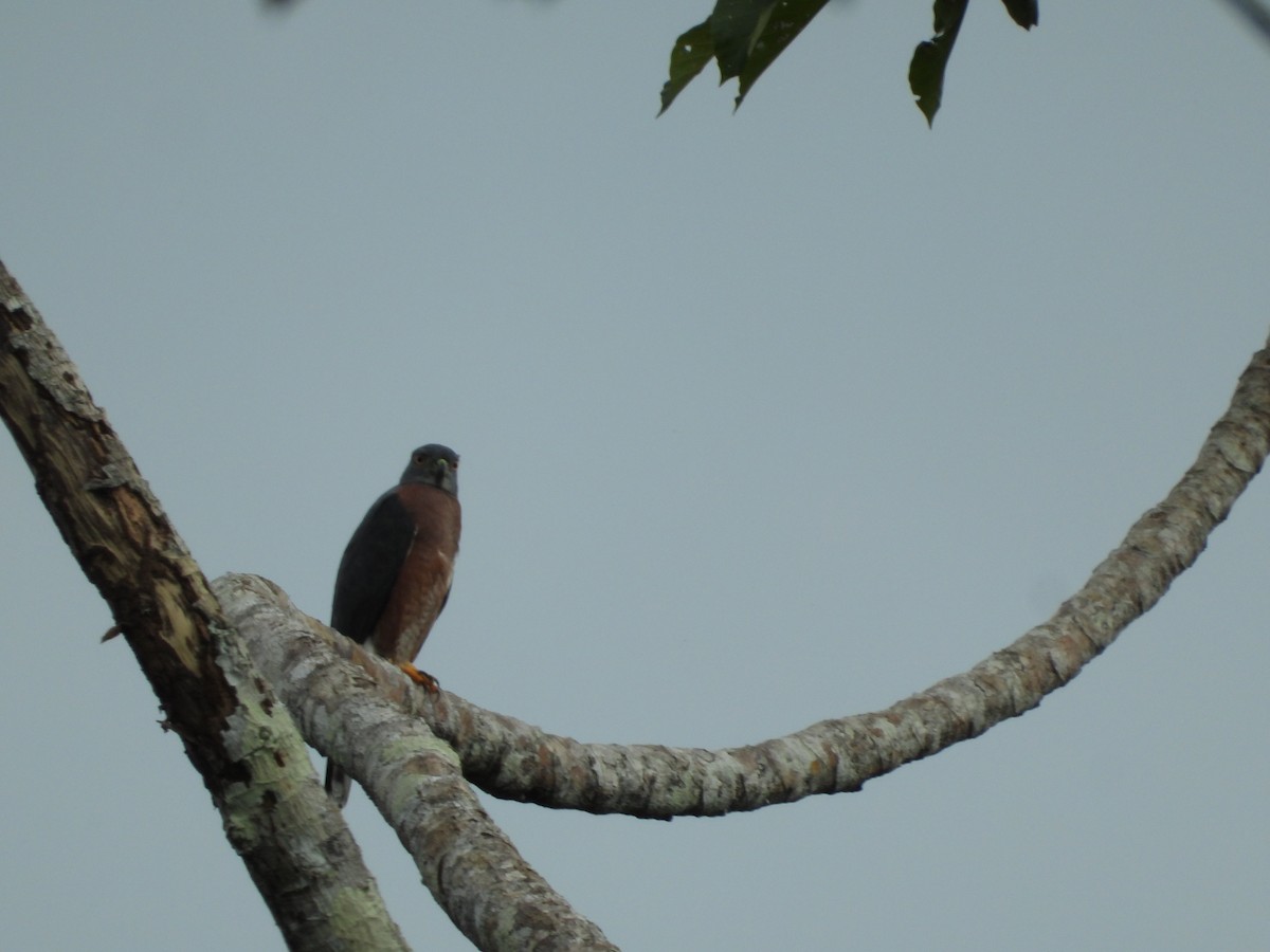 Double-toothed Kite - ML617686965