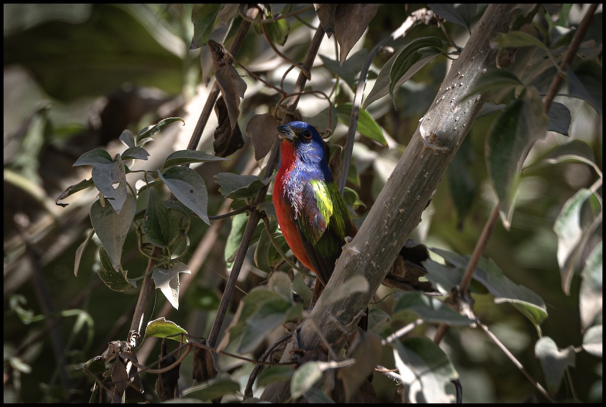 Painted Bunting - ML617687009