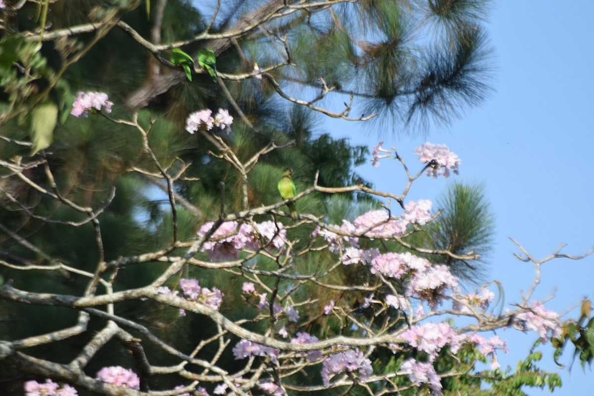 aratinga hnědohrdlý (ssp. ocularis) - ML617687025