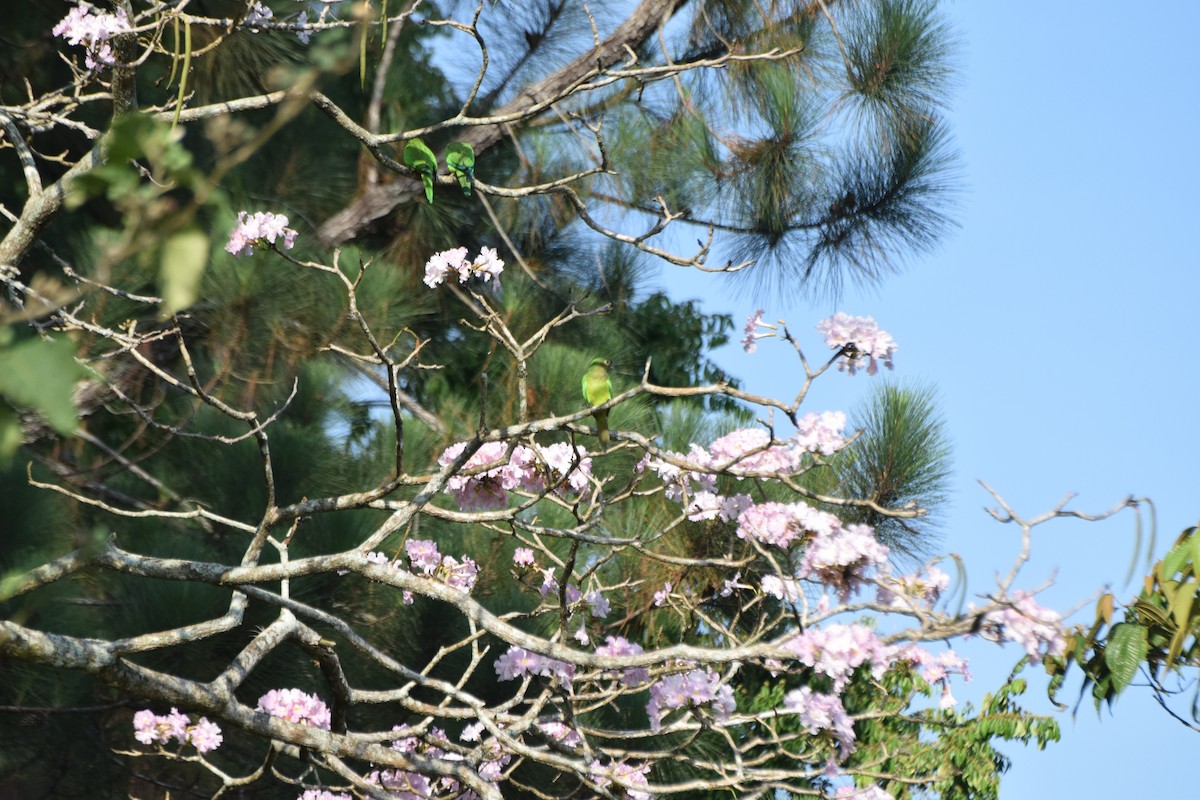 aratinga hnědohrdlý (ssp. ocularis) - ML617687030