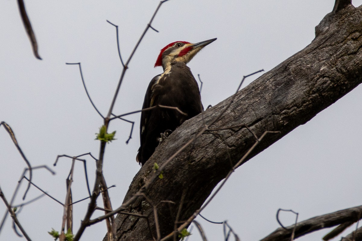 Pileated Woodpecker - ML617687088