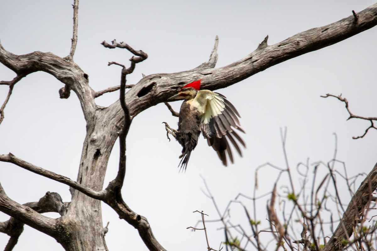 Pileated Woodpecker - ML617687089