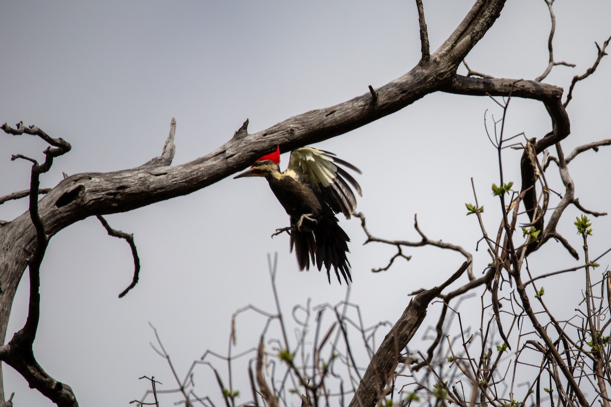 Pileated Woodpecker - ML617687090