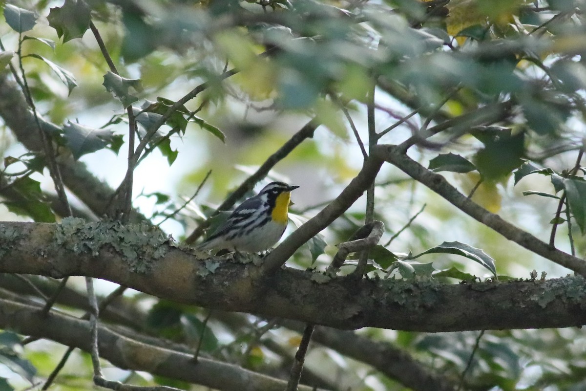 Yellow-throated Warbler (albilora) - ML617687198