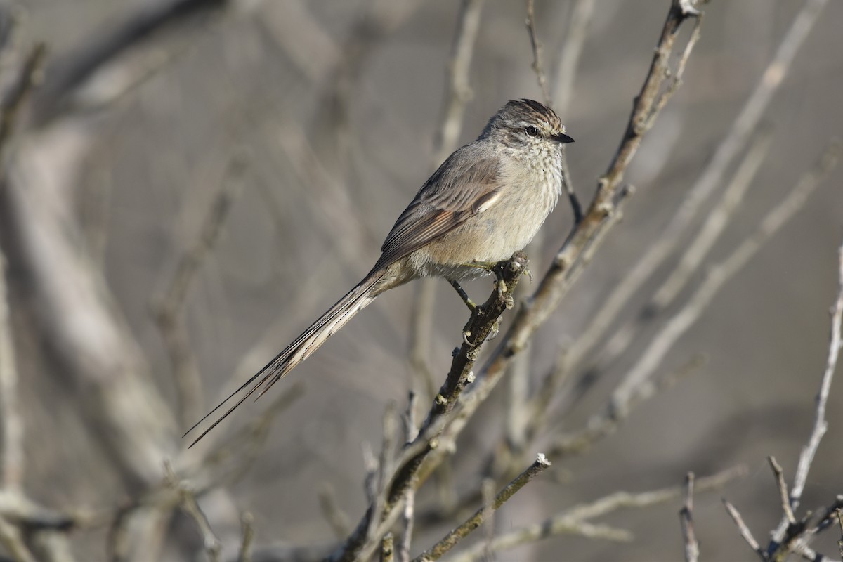 Tufted Tit-Spinetail - ML617687206