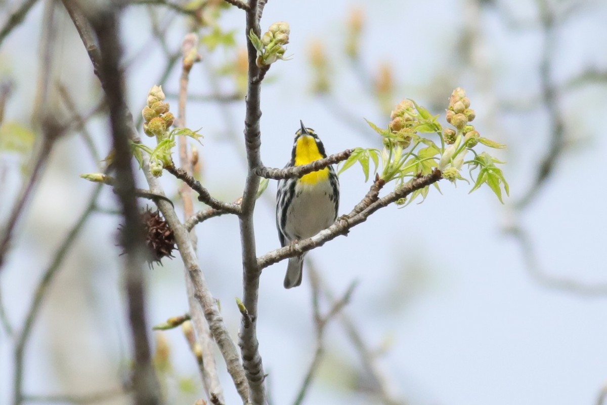 Yellow-throated Warbler (dominica/stoddardi) - ML617687212