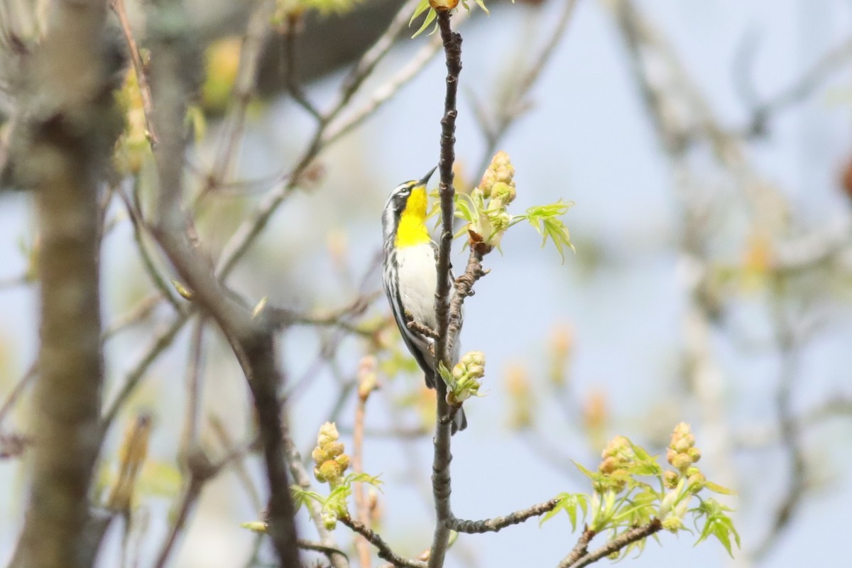 Yellow-throated Warbler (dominica/stoddardi) - ML617687213