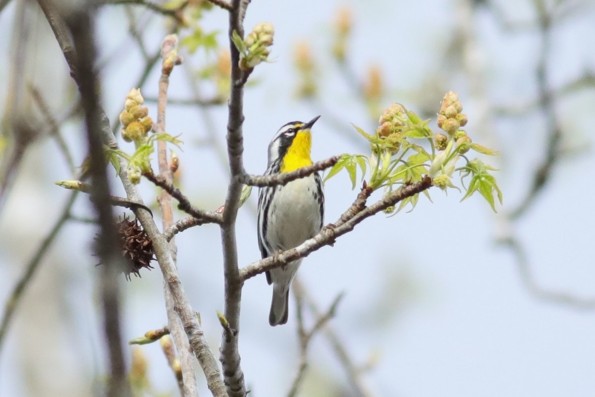 Yellow-throated Warbler (dominica/stoddardi) - ML617687214