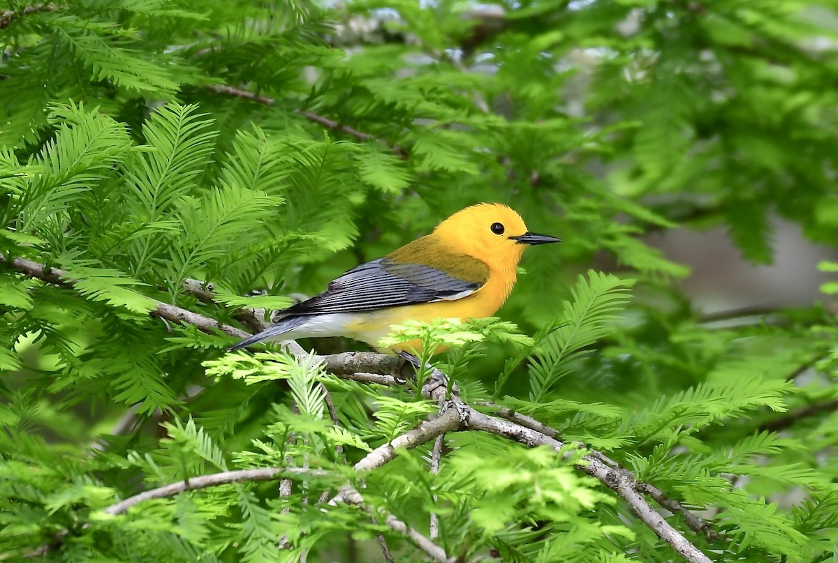 Prothonotary Warbler - Jimmie Dufault
