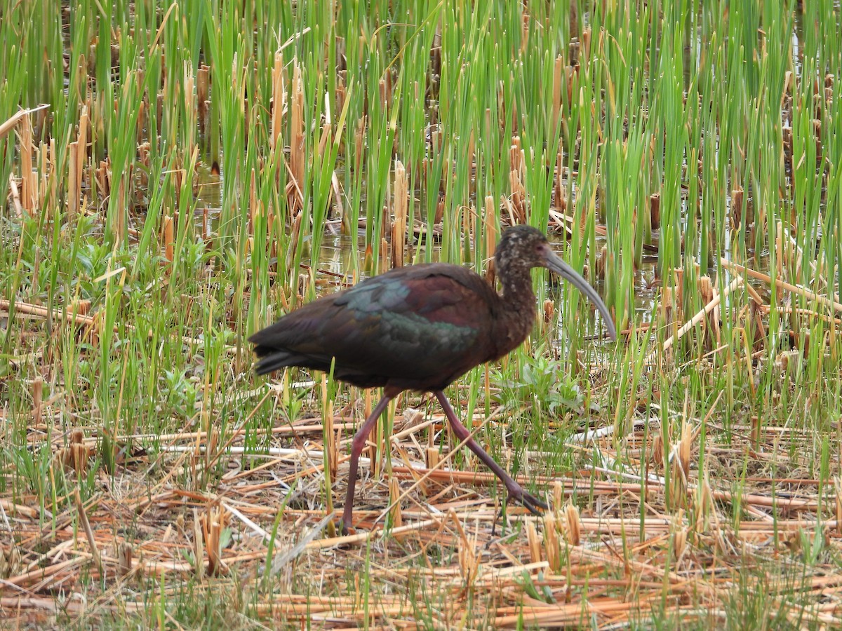 White-faced Ibis - Jeff Percell