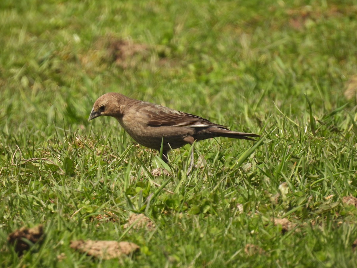 Brown-headed Cowbird - ML617687309