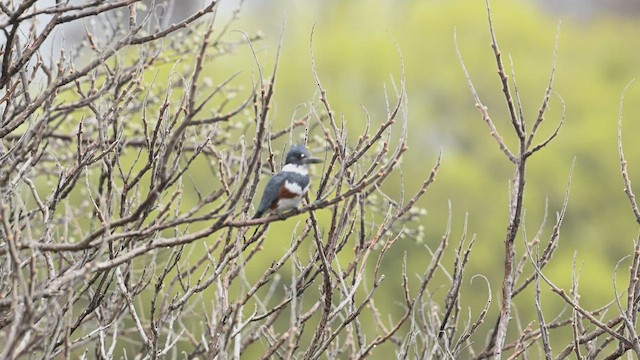 Belted Kingfisher - ML617687326
