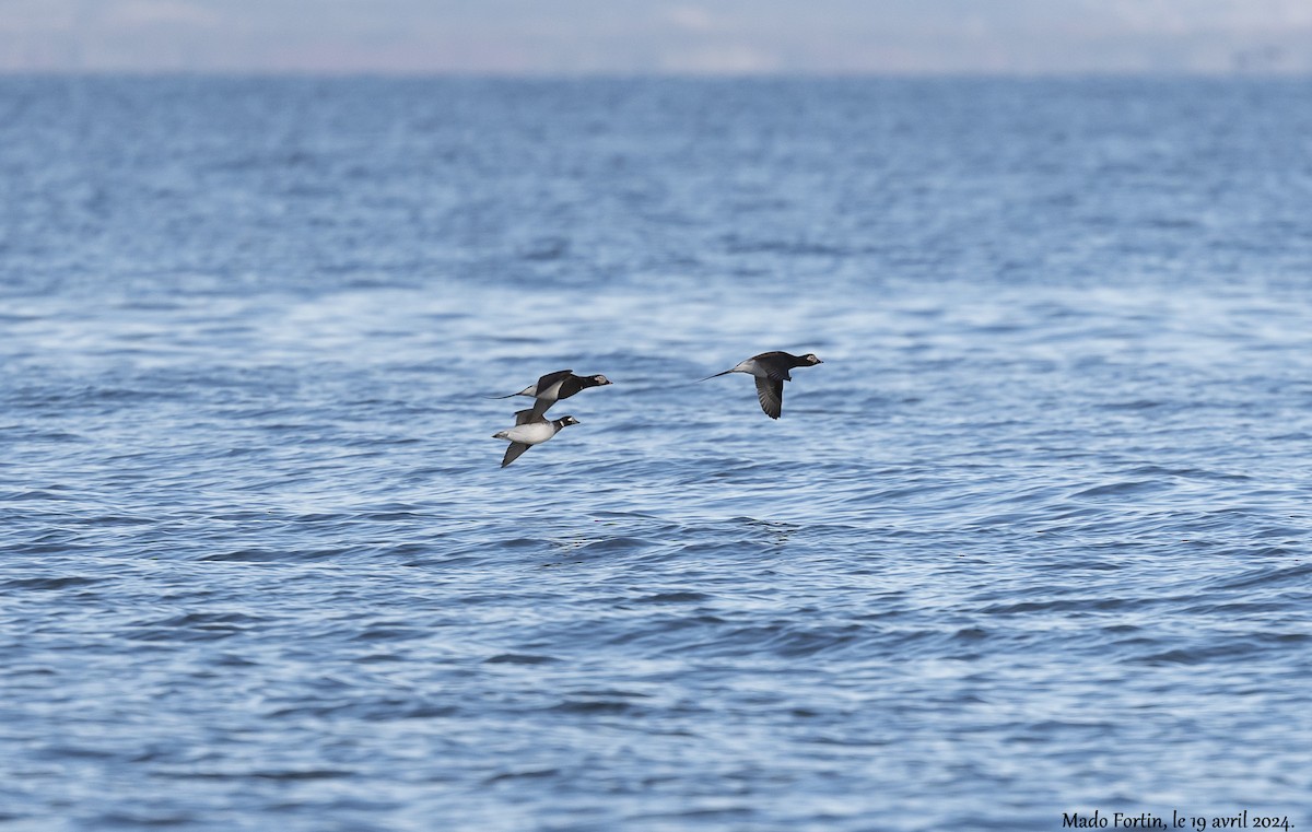 Long-tailed Duck - ML617687334