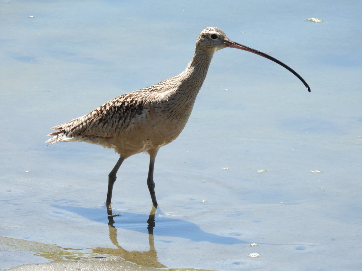 Long-billed Curlew - ML617687367