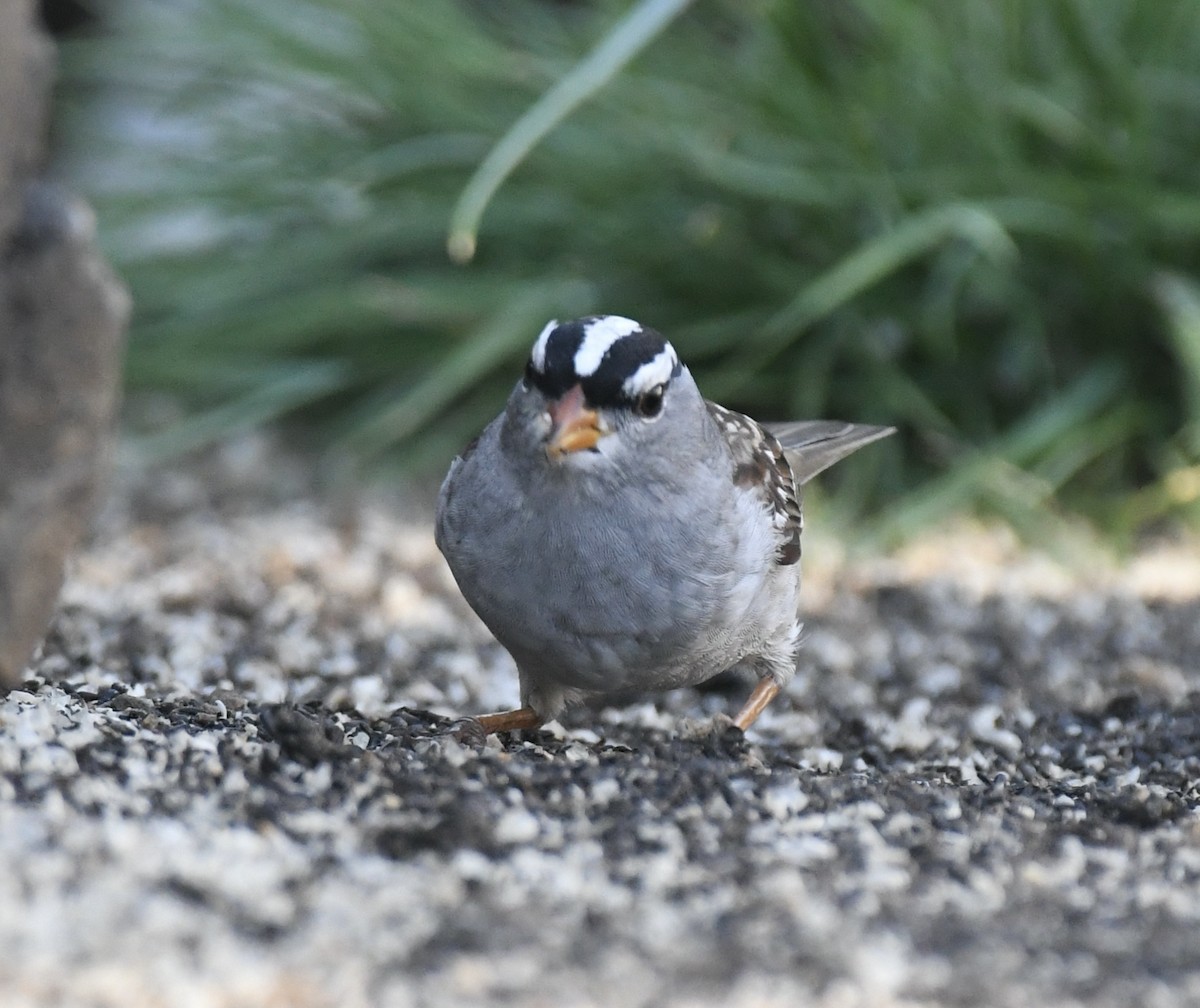 White-crowned Sparrow (Dark-lored) - ML617687463