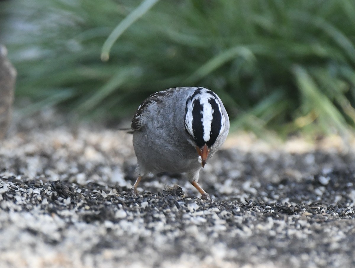 White-crowned Sparrow (Dark-lored) - ML617687464